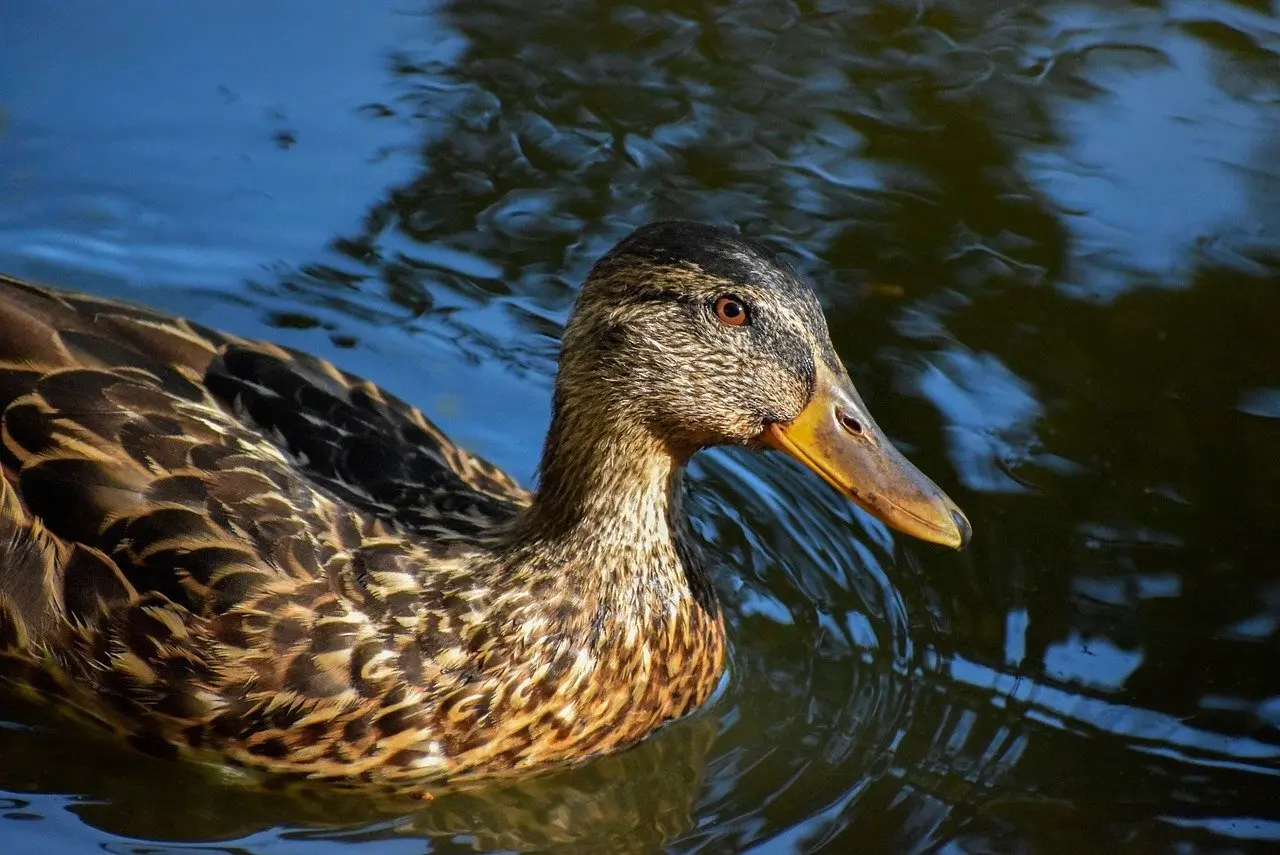 Synomymer til Ynder krydsord