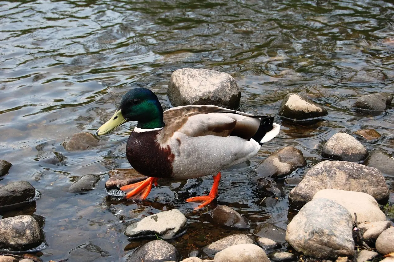 Hjælp til Adelsmand krydsord