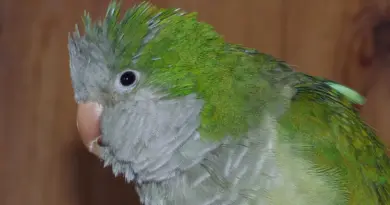 Argentinsk Digter i Krydsord guide