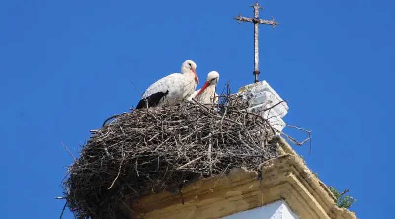 Flere mulige svar på Se i Krydsord