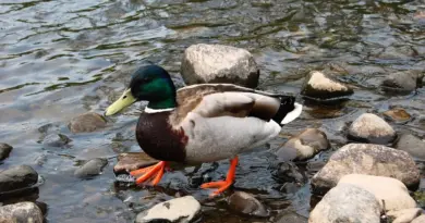 Hjælp til Adelsmand krydsord