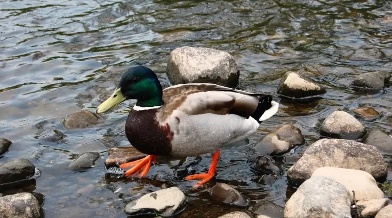 Hjælp til Adelsmand krydsord