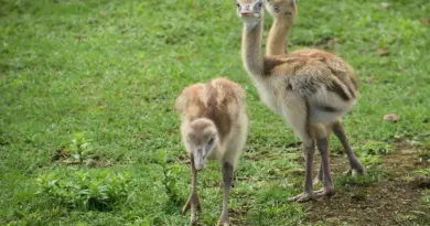 Hjælp til Argentinsk Fugl i krydsord