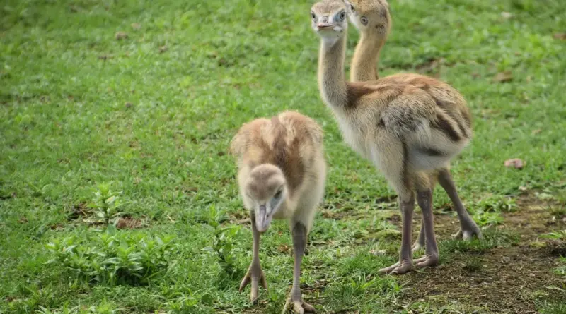 Hjælp til Argentinsk Fugl i krydsord