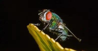 Hvem ringer fra telefonnummer 63 10 59 88