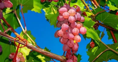 Hvordan er vejret i Argentina i april måned?