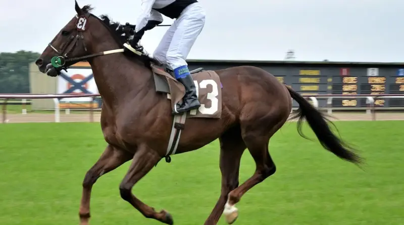 Hvordan er vejret i Buenos Aires i januar?