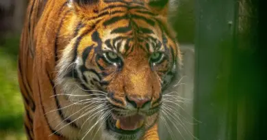 Hvordan er vejret i Rosario i december måned?