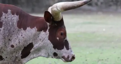 Løsningsorder til Hovdyr i Krydsord