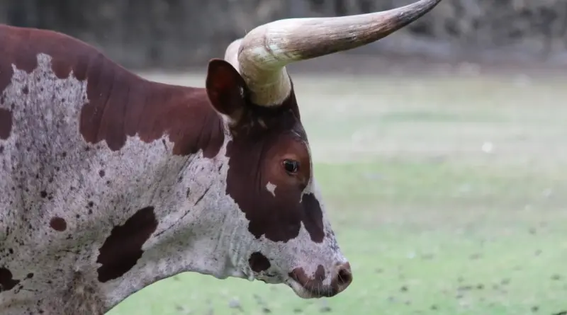 Løsningsorder til Hovdyr i Krydsord