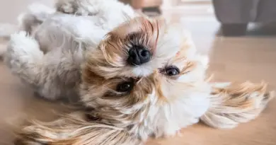 Medvirkende i The Summer I Turned Pretty