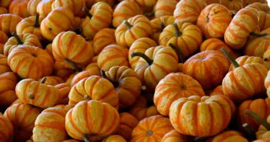 Muligheder til Te i krydsord