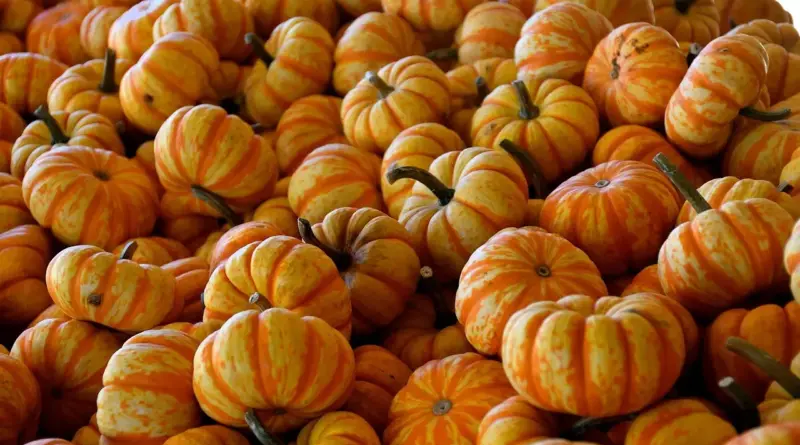 Muligheder til Te i krydsord