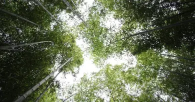 Sådan undgår du billetsvindel til Superclásico