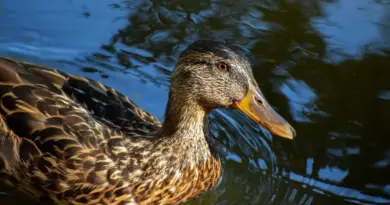 Synomymer til Ynder krydsord