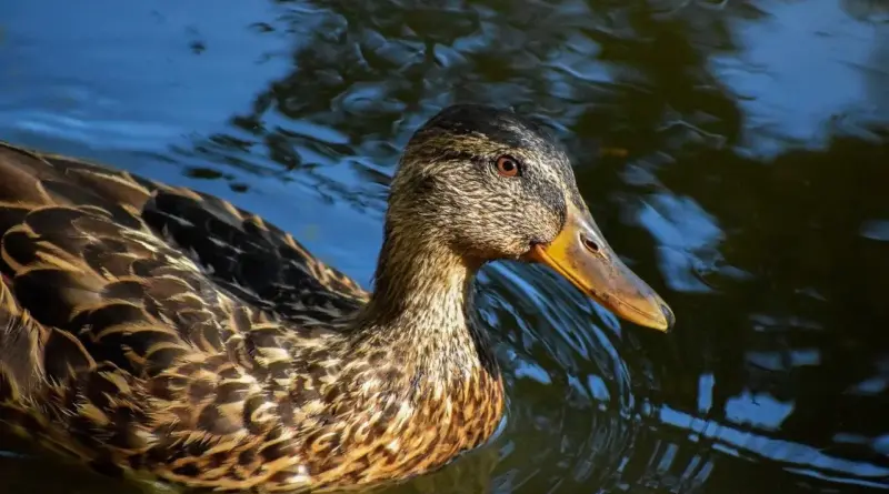 Synomymer til Ynder krydsord