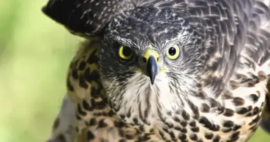 Tips for Argentinsk Musiker Krydsord