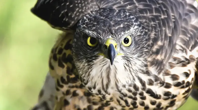 Tips for Argentinsk Musiker Krydsord